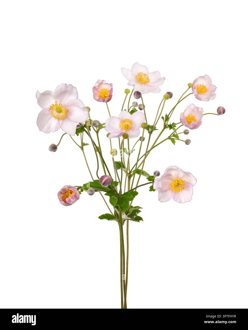 Un piccolo bouquet di fiori di anemoni giapponesi rosa chiaro con centri e boccioli gialli, isolati su sfondo bianco Foto Stock