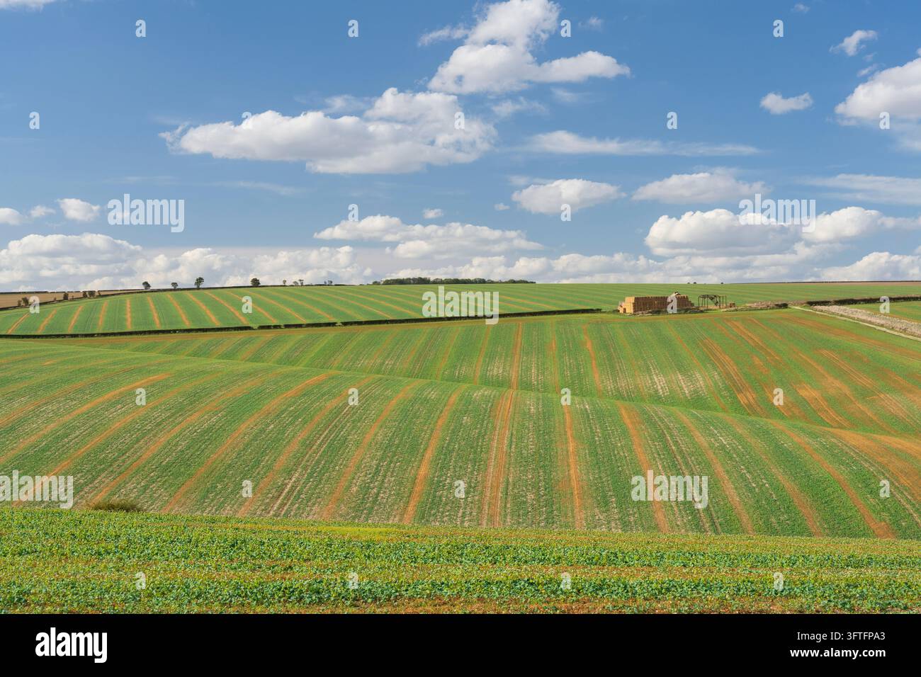 Colture invernali nei campi a Burdale, North Yorkshire, Inghilterra Foto Stock