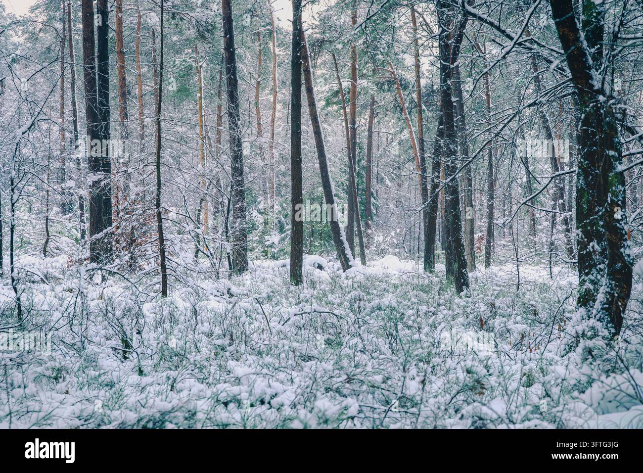 Terreno di una foresta di pini ricoperto di neve, rami che creano schemi intricati contro un cielo smorzato. Foto Stock
