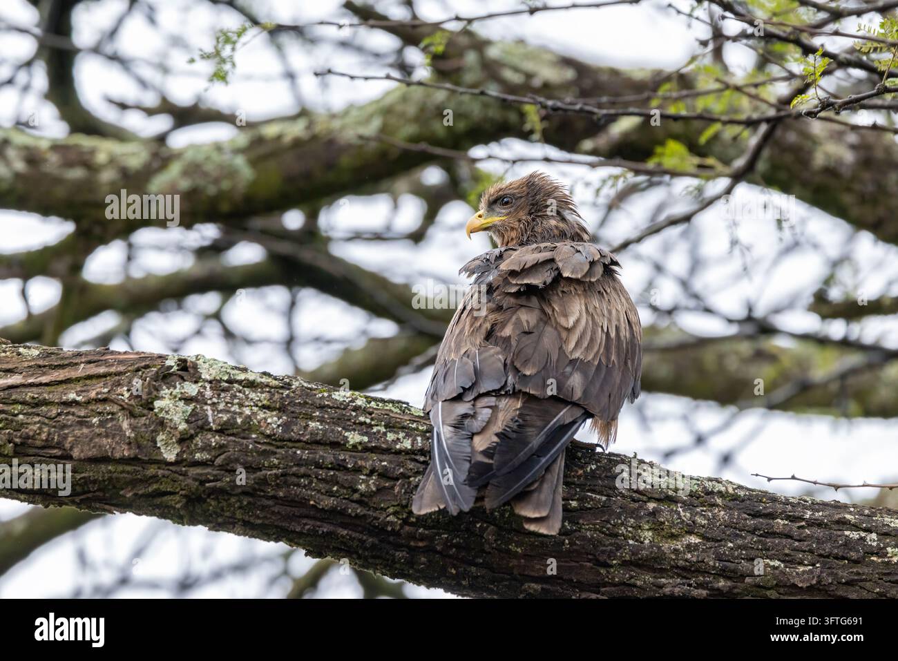 Un falco dalla becchia gialla, Milvus aegyptius, appollaiato su un albero nel Parco Nazionale di Nairobi, Kenya. Un uccello rapace migratorio di taglia media endemico della sub-sahara Foto Stock