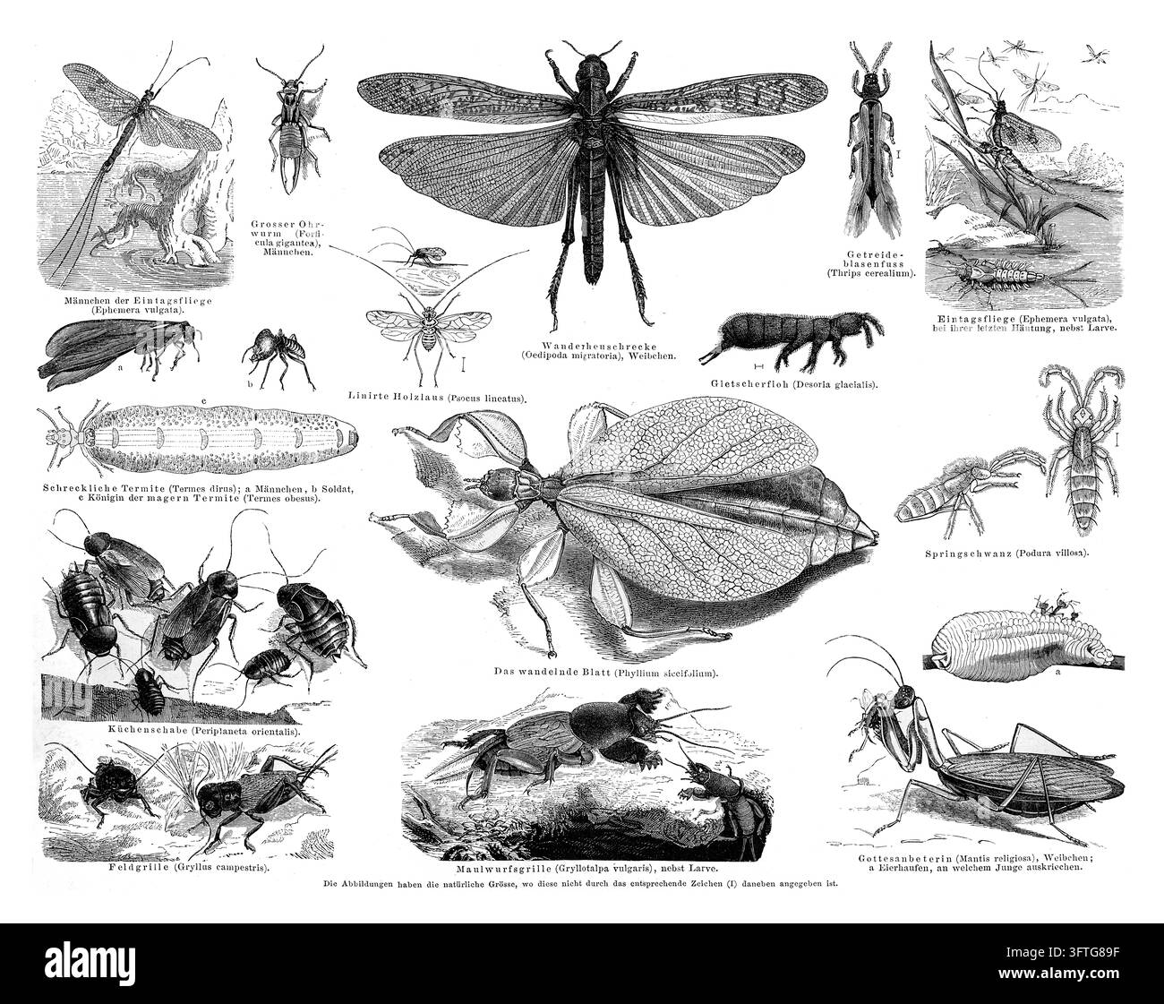 Assortimento di insetti e artropodi, studio naturalistico dettagliato, sfondo bianco, incisione del XIX secolo Foto Stock