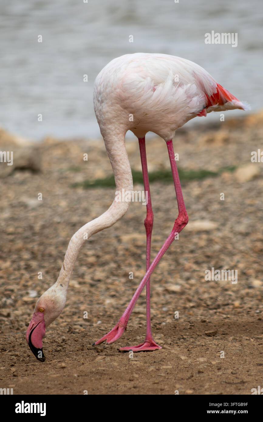 Ritratto verticale a tutta lunghezza di un fenicottero rosa (Phoenicopterus roseus) che piega il suo lungo collo a forma di S verso il basso per cercare il terreno mentre cammina Foto Stock