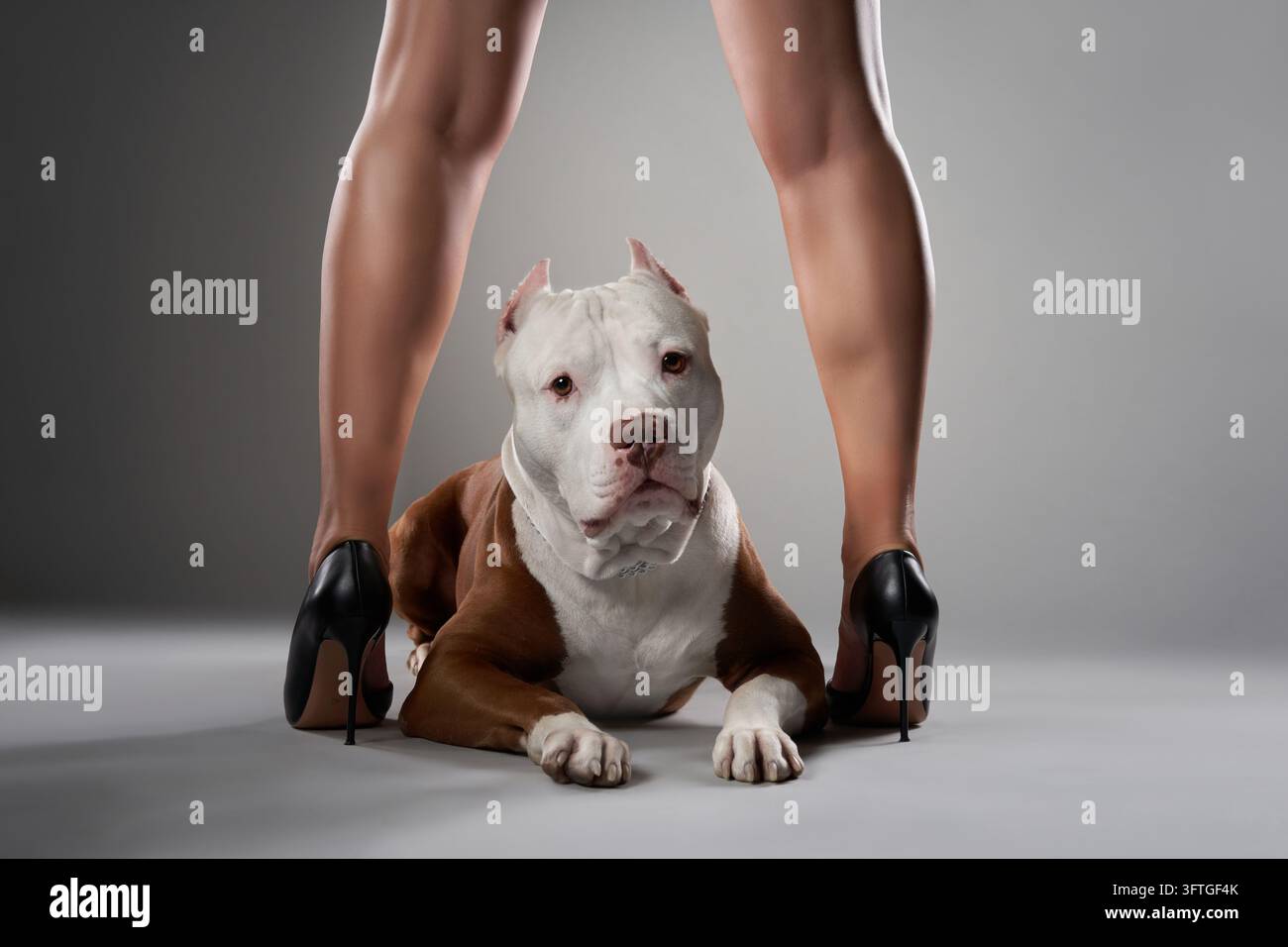 Un American Pit Bull Terrier muscoloso è posizionato al centro tra le gambe di un modello. La foto ispirata alla moda ha un'illuminazione pulita e uno stile audace e minimalista Foto Stock