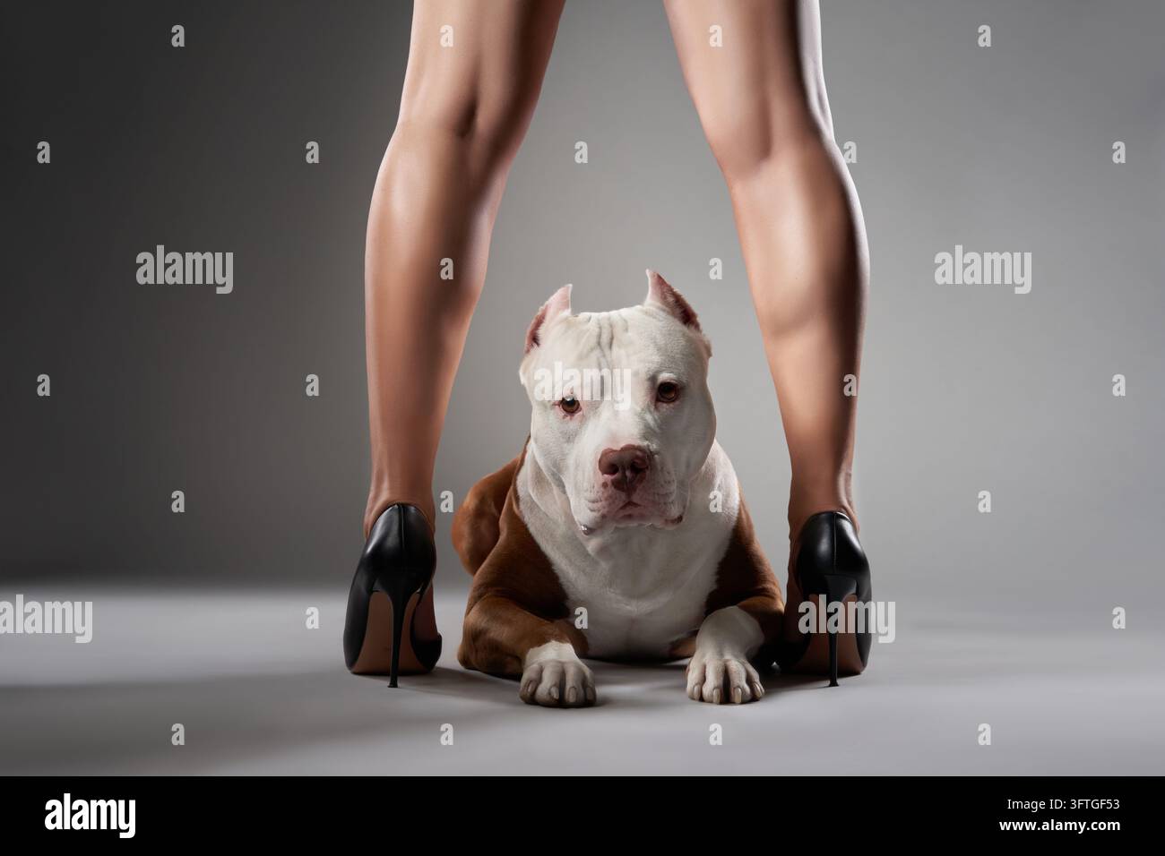 Un American Pit Bull Terrier giace tra le gambe di una donna con tacchi alti. Lo scatto in studio utilizza una luce drammatica per evidenziare il cane muscoloso e Foto Stock