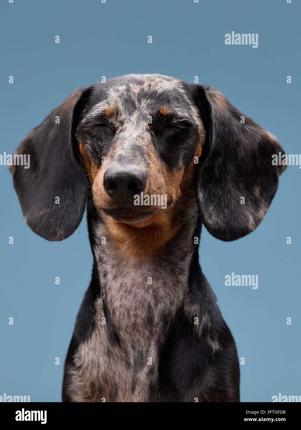 Una vista ravvicinata di un bassotto merle mette in risalto le sue orecchie cadenti e l'espressione ferma. Lo sfondo semplice aiuta a concentrare l'attenzione sul volto. Foto Stock