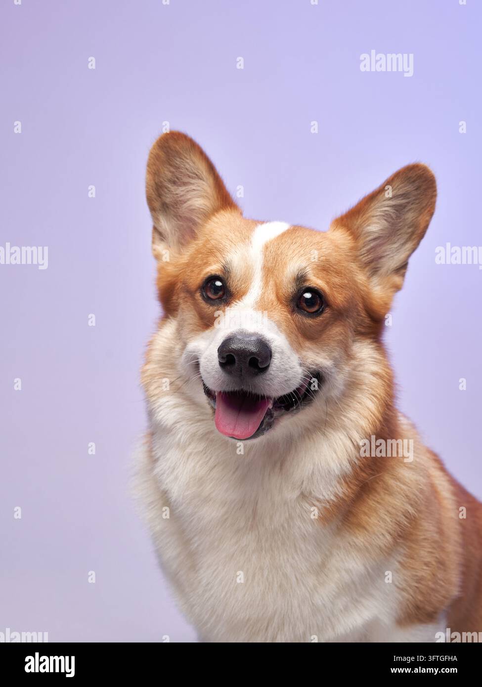 Un Corgi felice è seduto davanti a uno sfondo viola, sorridendo luminosamente e guardando dritto davanti a sé. Foto Stock