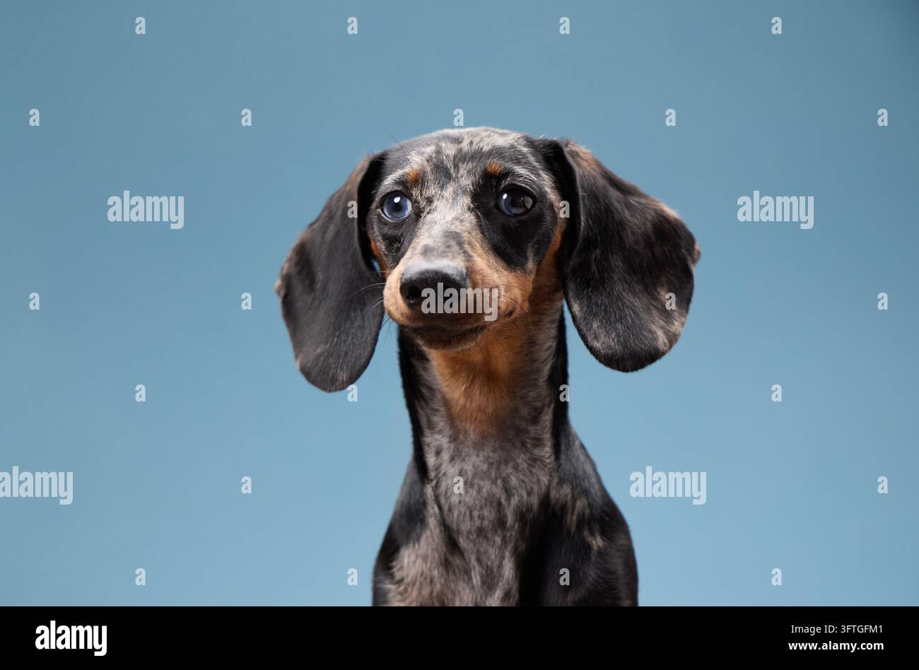 Un bassotto pezzato guarda avanti con una leggera inclinazione della testa. La sua espressione calma è catturata in una luce soffusa su uno sfondo blu. Foto Stock
