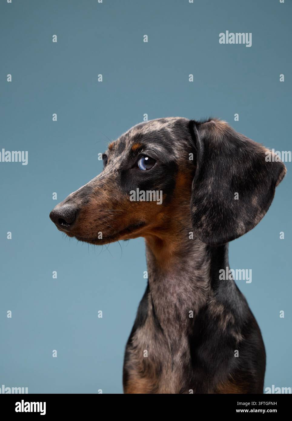 Un bassotto è seduto di profilo con le orecchie leggermente sollevate. Il suo sguardo concentrato è rivolto verso sinistra in una calma composizione in studio. Foto Stock