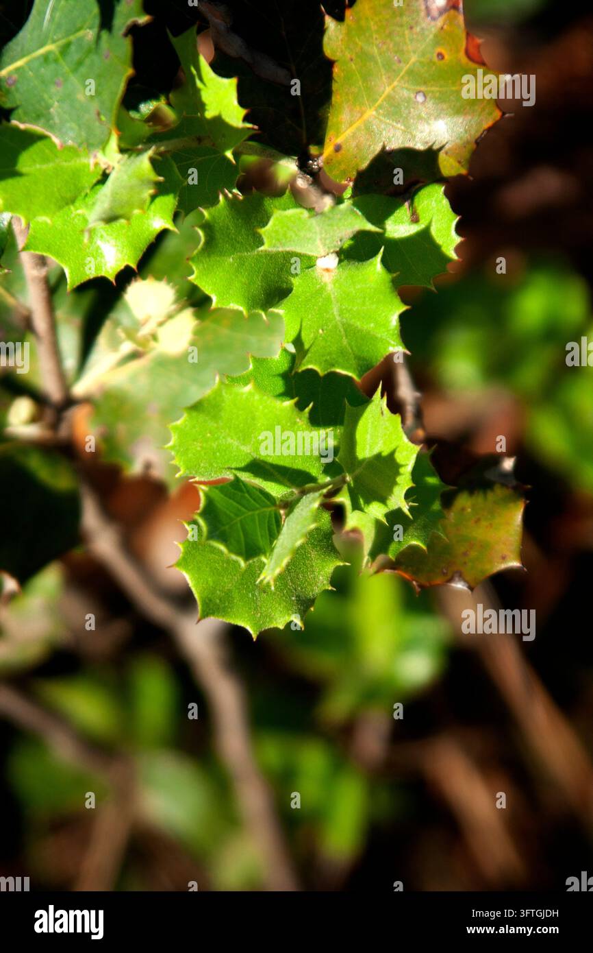foglie di un ramo di quercia in primavera Foto Stock