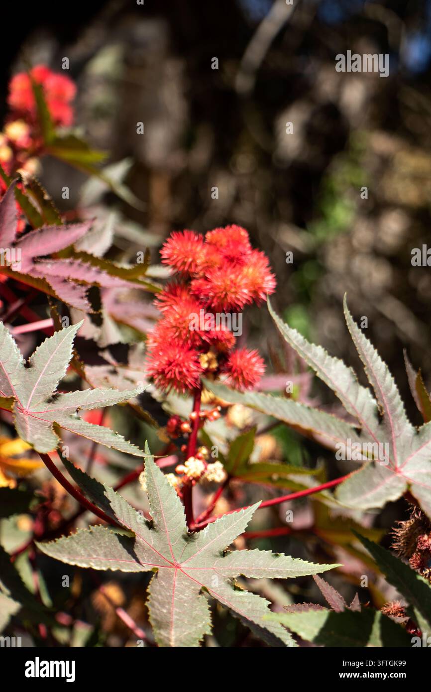Ricinus communis (conosciuta anche come higuerilla Foto Stock