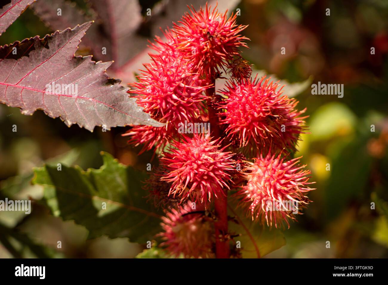 Ricinus communis conosciuta anche come higuerilla Foto Stock