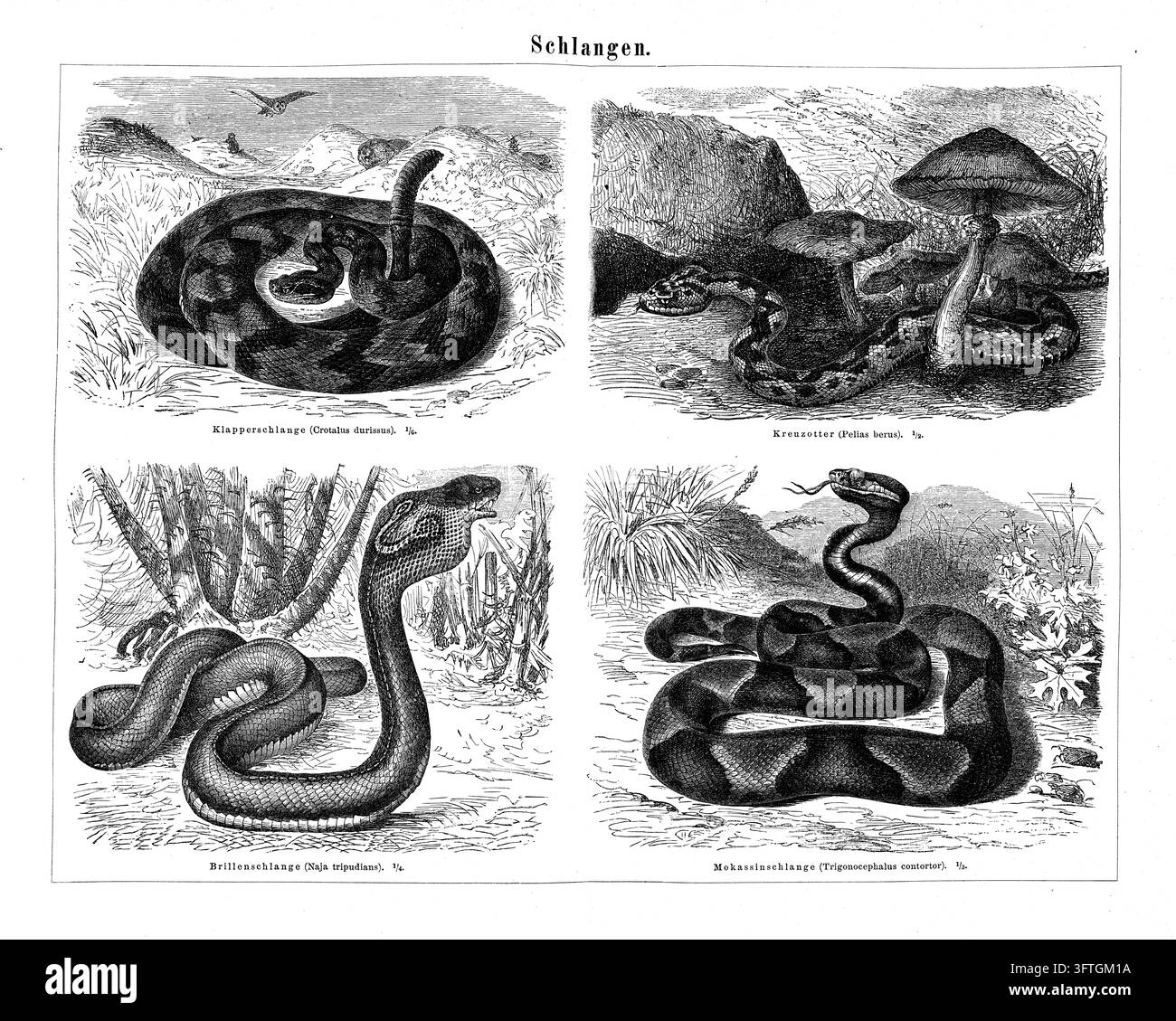 Serpenti, quattro specie diverse in ambienti naturali, incisione del XIX secolo. Foto Stock