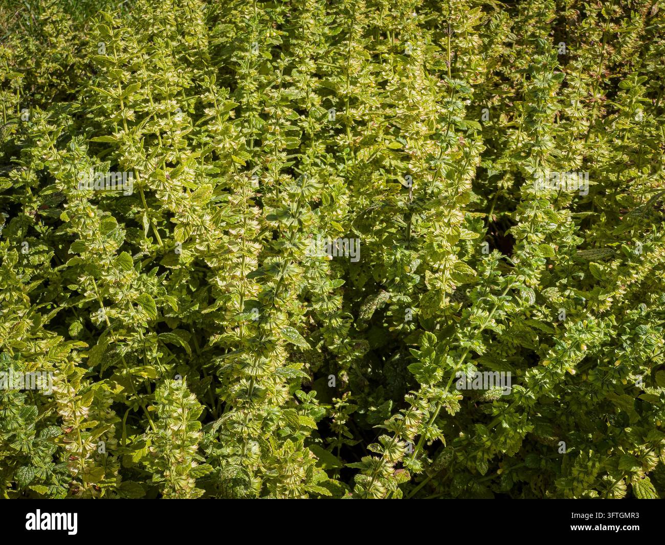 Balsamo comune, Melissa officinalis, piante medicinali nel Giardino Dendrologico, Pruhonice, Repubblica Ceca il 5 settembre 2026. (CTK Photo/Libor Sojka) Foto Stock