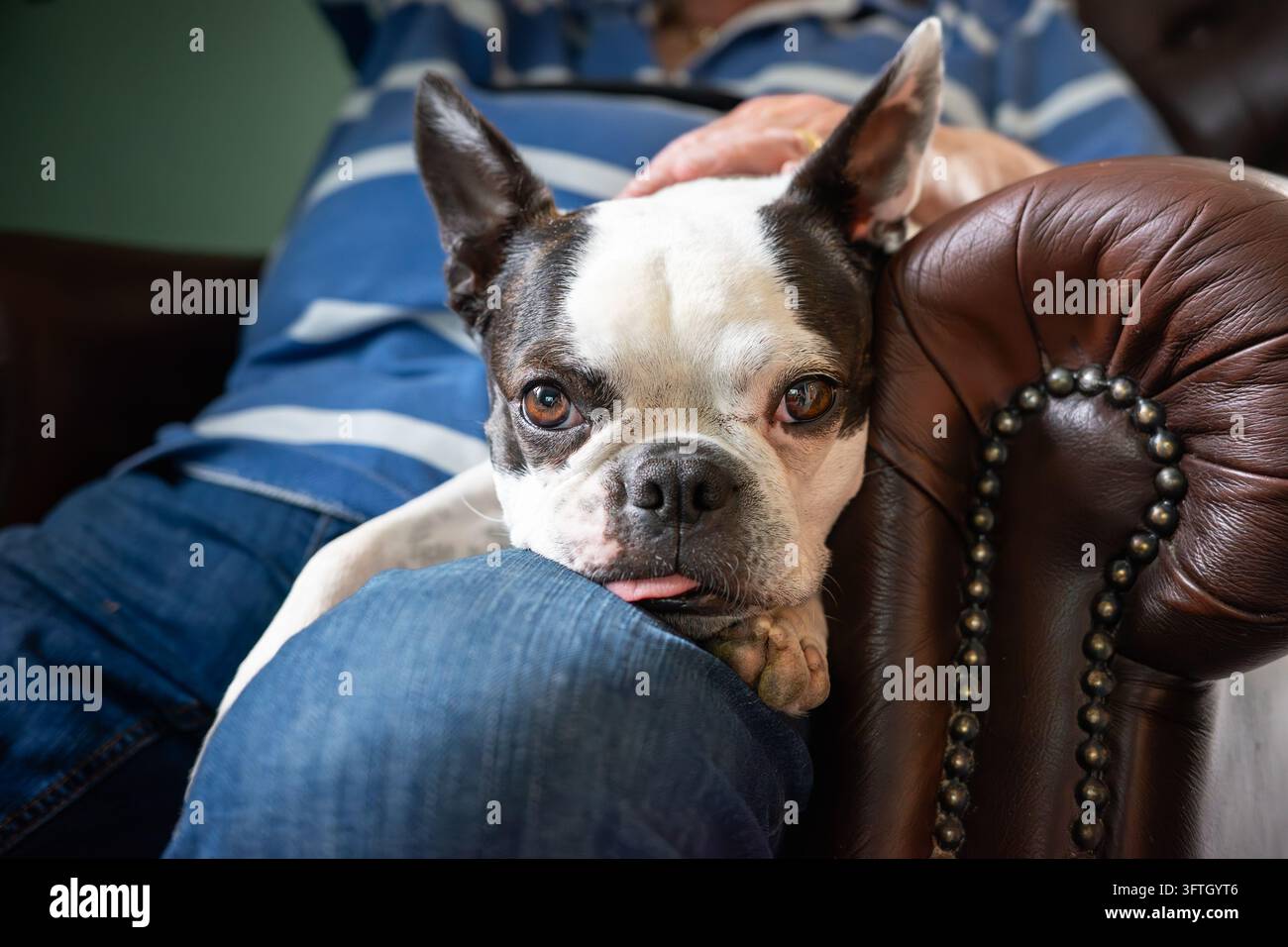 Cane Boston Terrier sdraiato sulla gamba di un uomo che indossa jeans. L'uomo è seduto su una sedia in pelle in stile tradizionale. Il cane guarda la fotocamera. Foto Stock
