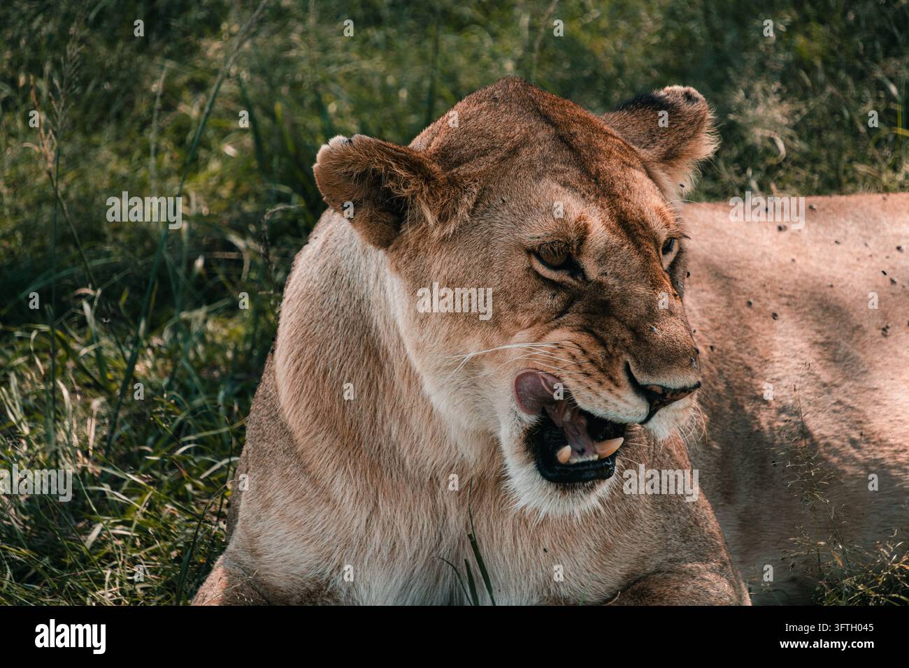 Una leonessa mostra i denti tra l'erba alta in Kenya. Foto Stock