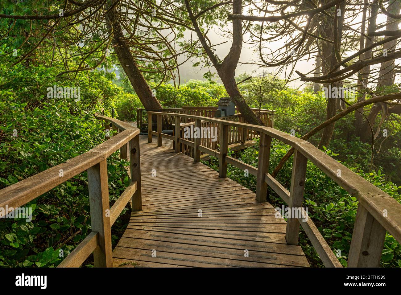 Foresta antica da fiaba vicino a Chesterman Beach, Parco Nazionale del Pacific Rim, Tofino, Canada. Foto Stock