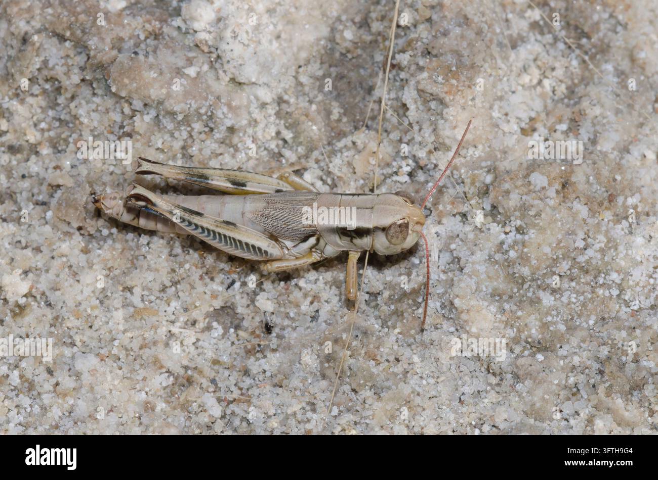 Cavalletta dalla testa grande, Phoetaliotes nebrascensis, paralizzata dalla vespa dal corpo sottile, Famiglia Sphecidae Foto Stock