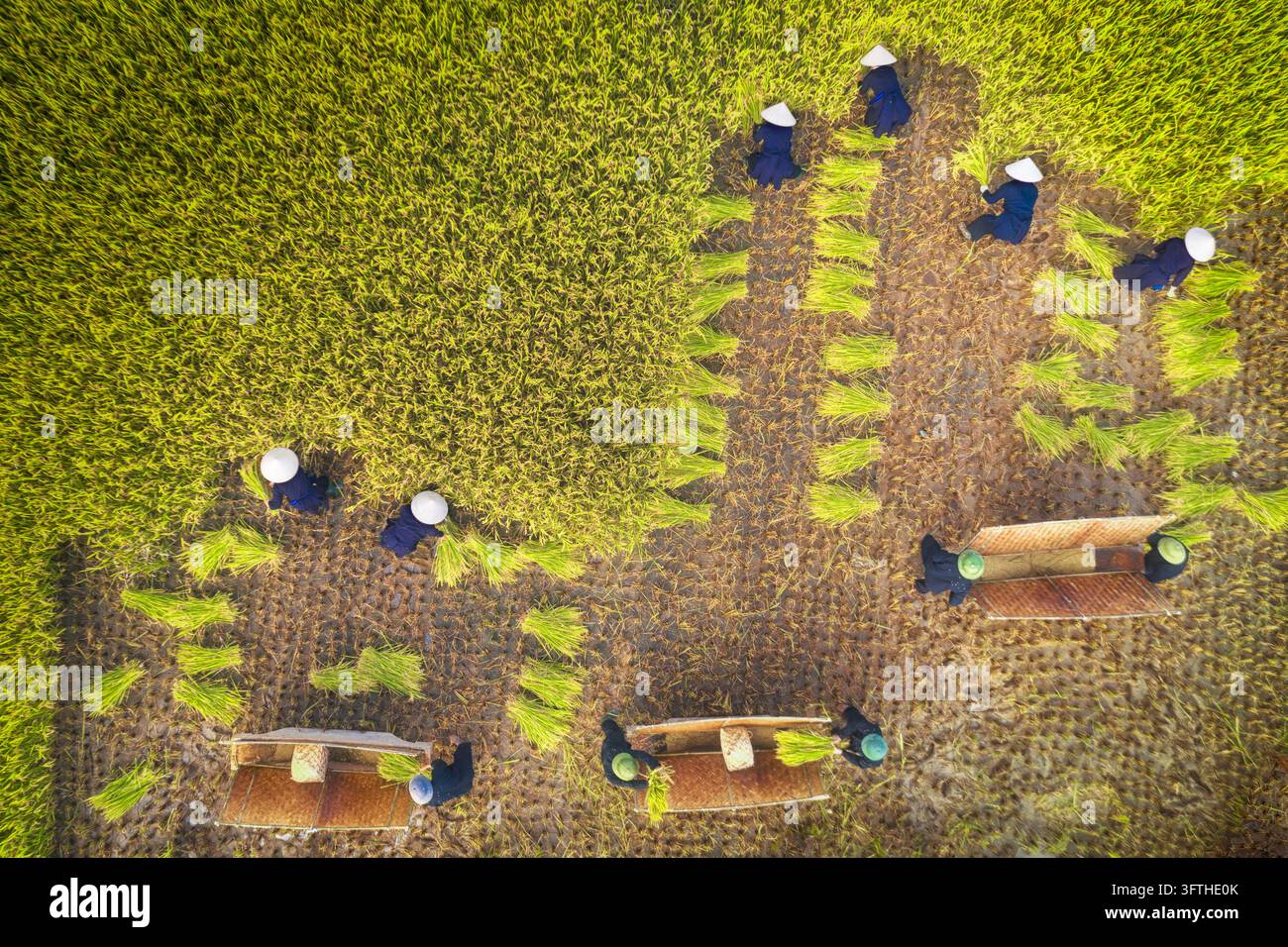 Vista aerea di agricoltori che indossano cappelli conici tradizionali mentre lavorano nei vivaci campi di riso verdi della valle di Bac Son, Bac Son, Lang Son, Vietnam. Foto Stock