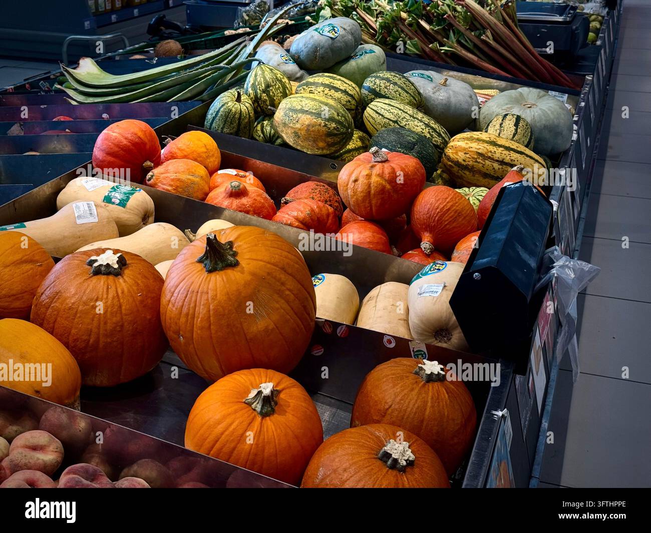 Una fotografia orizzontale che cattura una ricca sezione di verdure in un supermercato: scaffali disposti con varie zucche arancioni, ma anche zucche butternut - Immagine stock catturata con smartphone