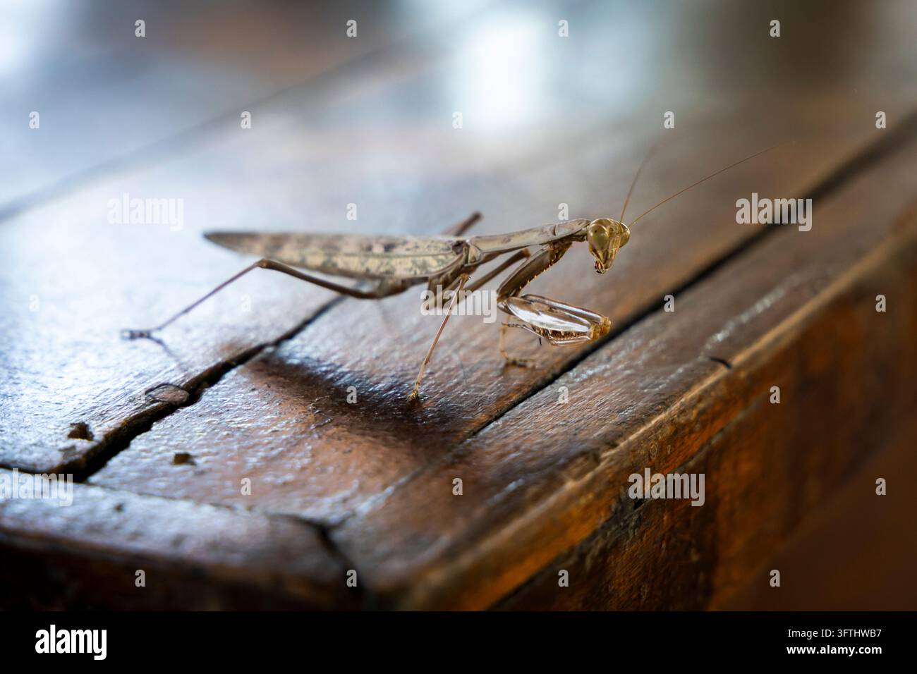 Prima piano di una mantide religiosa appollaiata su una vecchia superficie di legno, Menabe, Tsiribihina, Madagascar Foto Stock