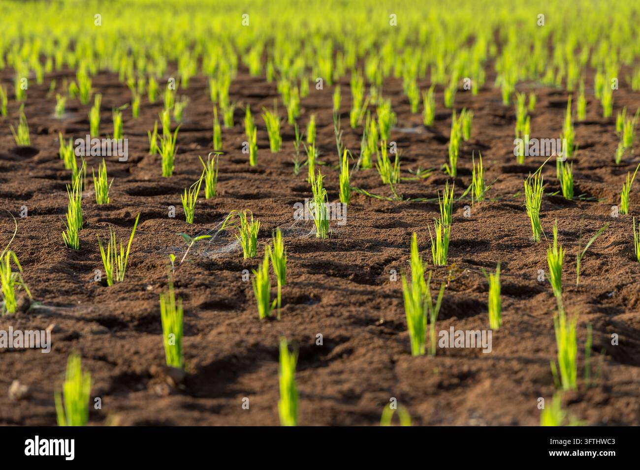 Primo piano di giovani piantine di riso appena piantate a file in un campo di risaia fangoso, Menabe, Tsiribihina, Madagascar Foto Stock