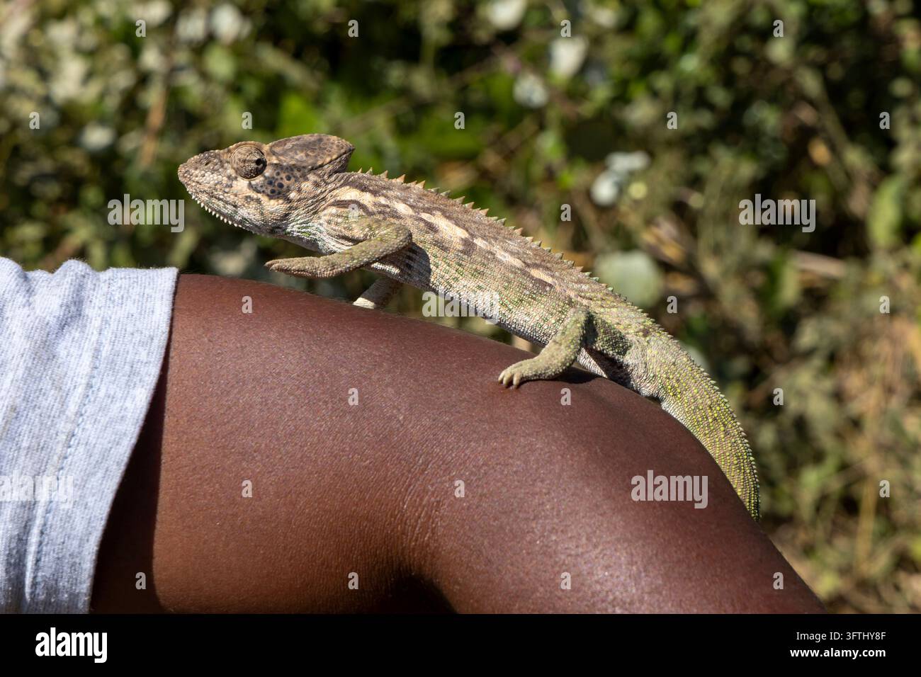 Un camaleonte si arrampica lentamente lungo il braccio teso di un uomo in piedi nella boscaglia, Menabe, Morondava, Madagascar Foto Stock