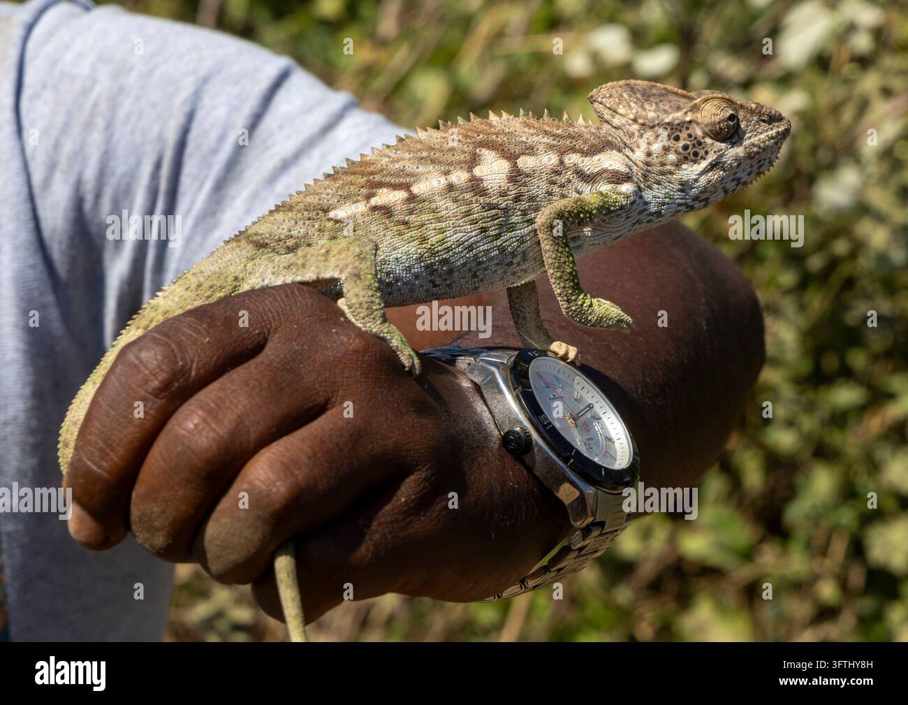 Un camaleonte si arrampica su un polso con un orologio di metallo mentre un uomo lo tiene fermo, Menabe, Morondava, Madagascar Foto Stock