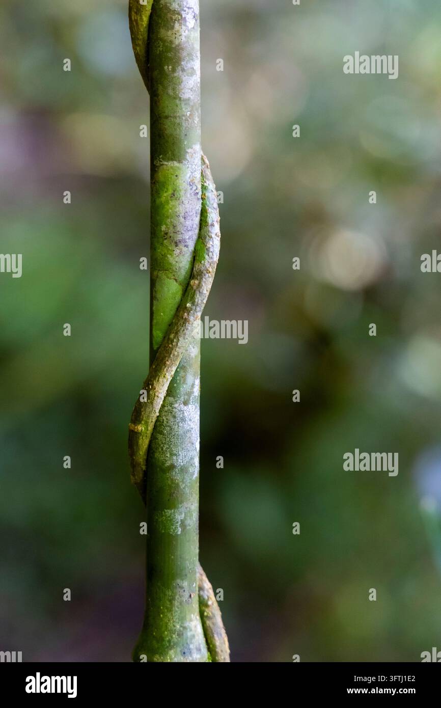 Primo piano di una vite avvolta intorno a un ramo di albero nella foresta pluviale di Haute Matsiatra, Ranomafana, Madagascar Foto Stock