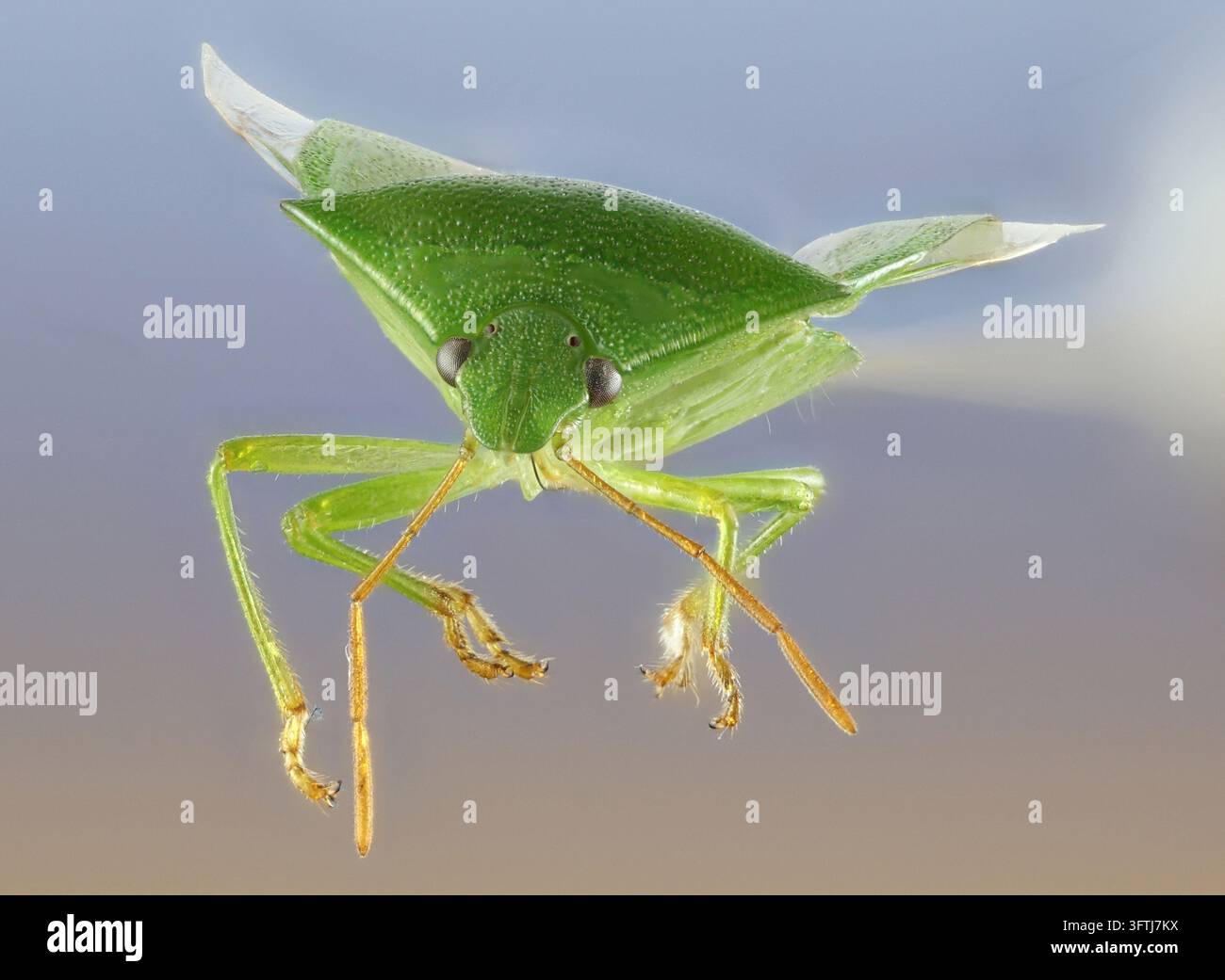 Primo piano di un insetto verde puzzolente, Chinavia hilaris, un insetto verde brillante a forma di scudo con tre segmenti di antenne. Foto Stock