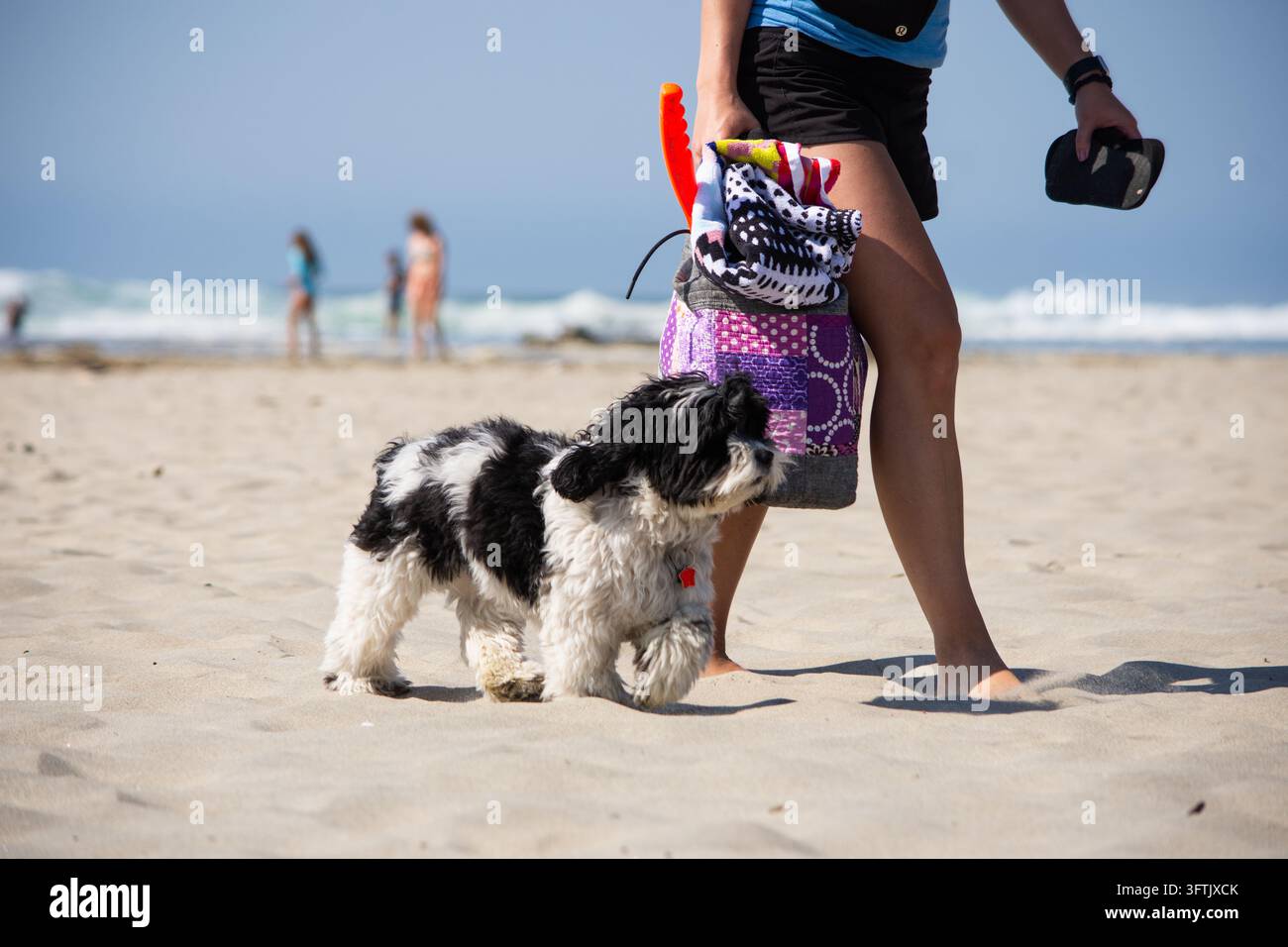 Cane bianco e nero che cammina su una spiaggia sabbiosa con una donna Foto Stock