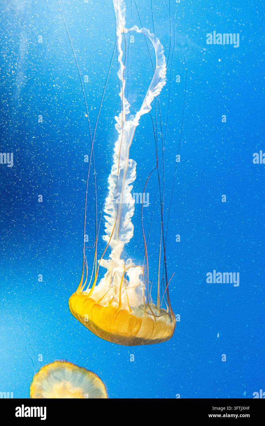Medusa gialla della sea nettle che galleggia nell'acqua blu, Newport, Oregon Foto Stock