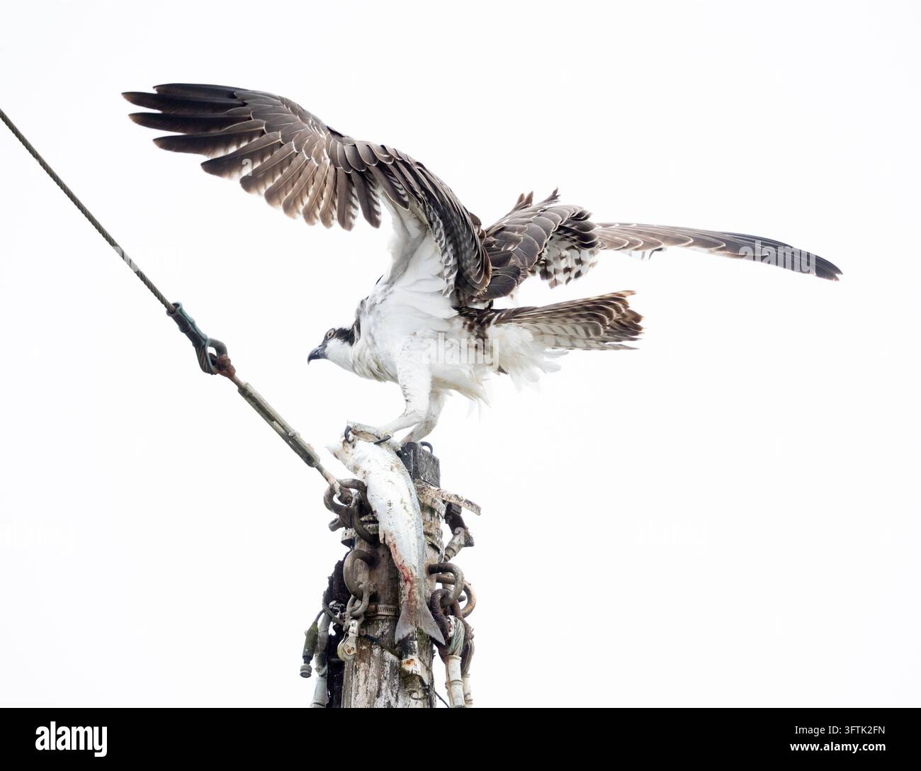 Astore in cima all'albero di una barca con un grosso pesce in alta chiave Foto Stock