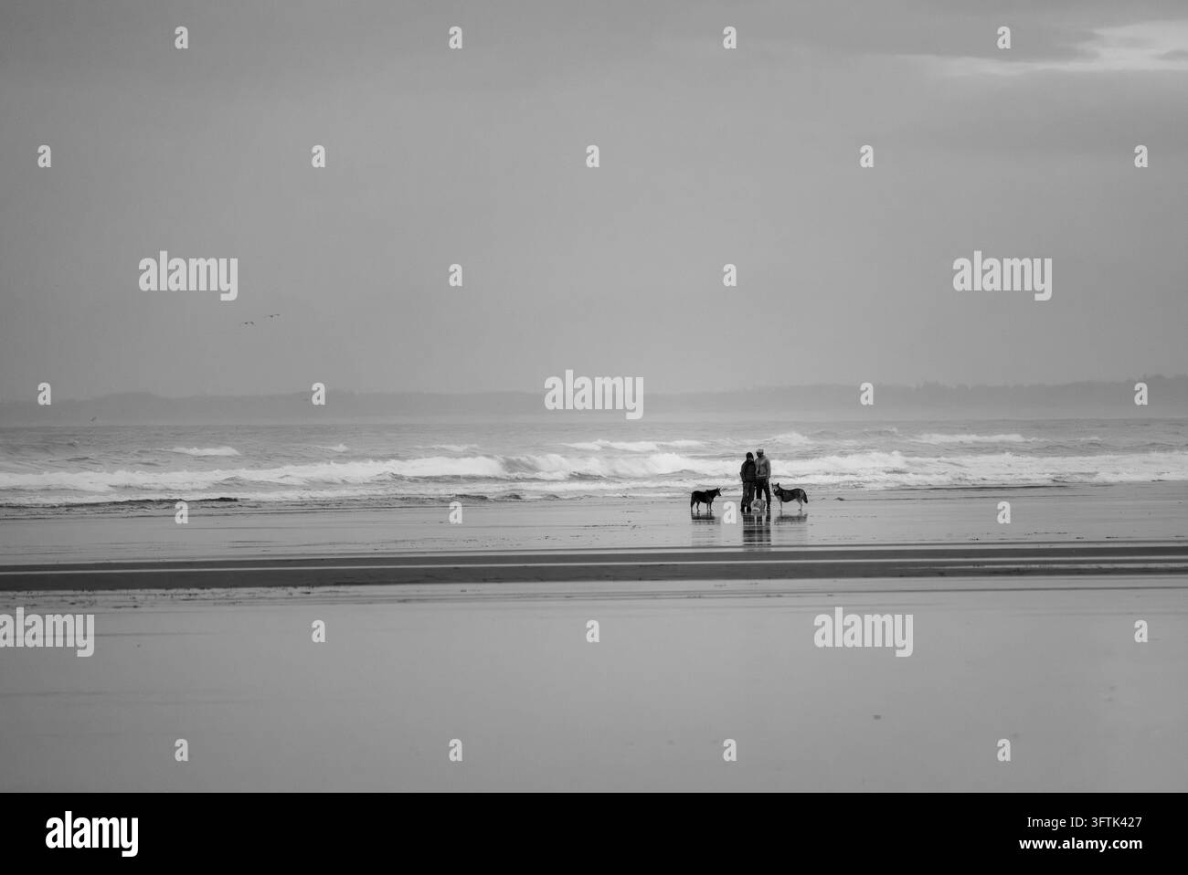 Immagine in bianco e nero di due persone e cani che camminano lungo la schiuma bagnata di Seaside Beach di fronte all'Oceano Pacifico nella contea di Clatsop, Oregon, al crepuscolo. Foto Stock