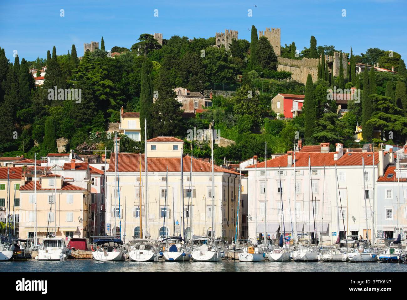 Mura della città di Pirano e collina ricoperta di cipressi sopra la città costiera e il porto pieno di barche a vela ormeggiate a Pirano, in Slovenia. Foto Stock