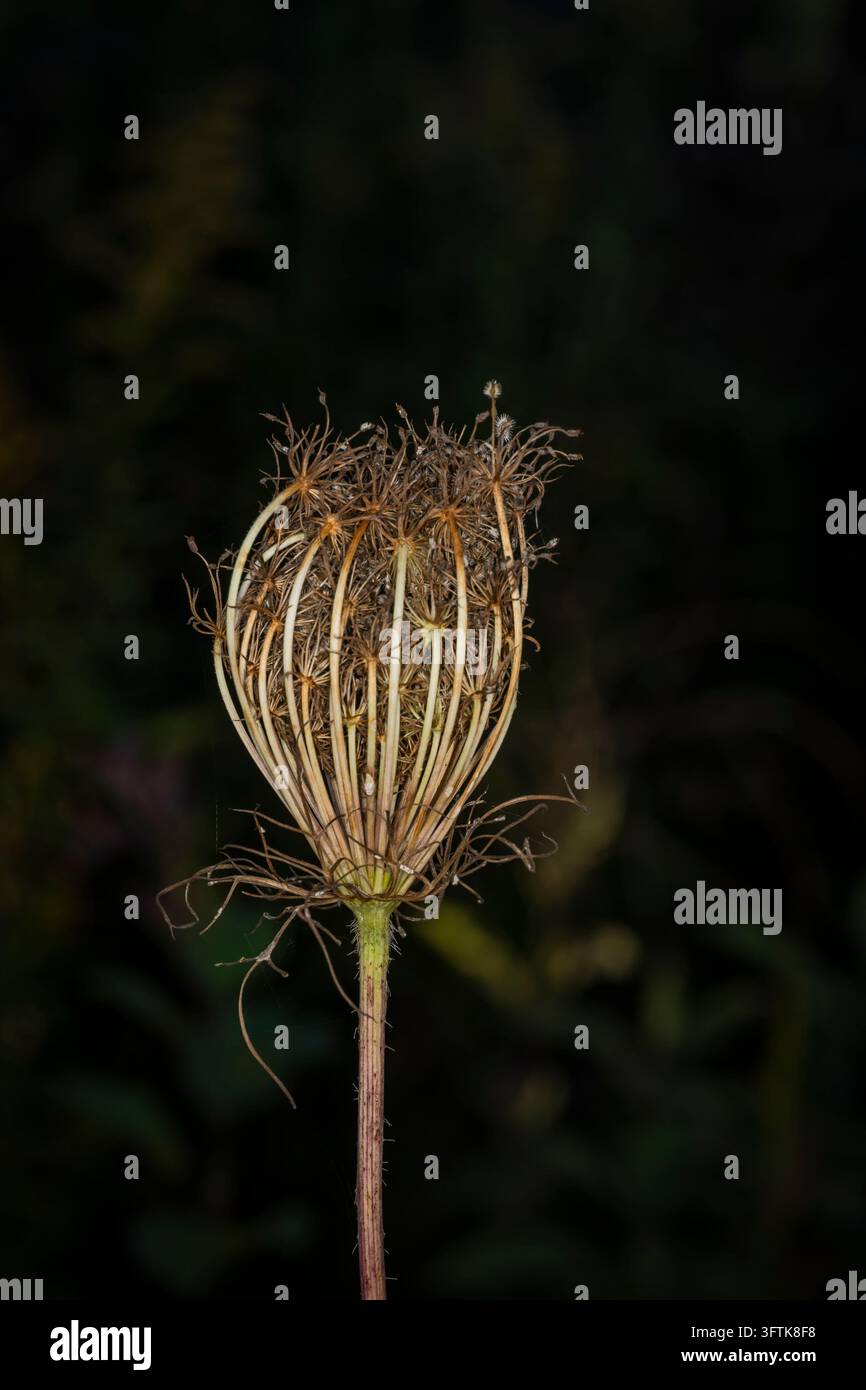 Capolino essiccato di carota selvatica o pizzo di Regina Anna arricciato a forma di nido su sfondo scuro in autunno Foto Stock