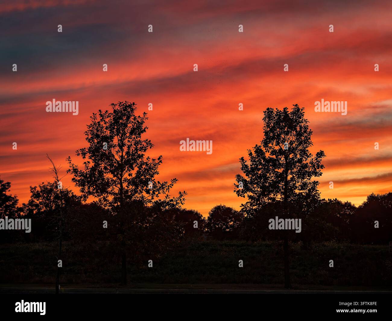 Nuvole vivaci di un tramonto rosso fuoco e arancione che brillano sopra alberi in silhouette in un drammatico cielo crepuscolare Foto Stock