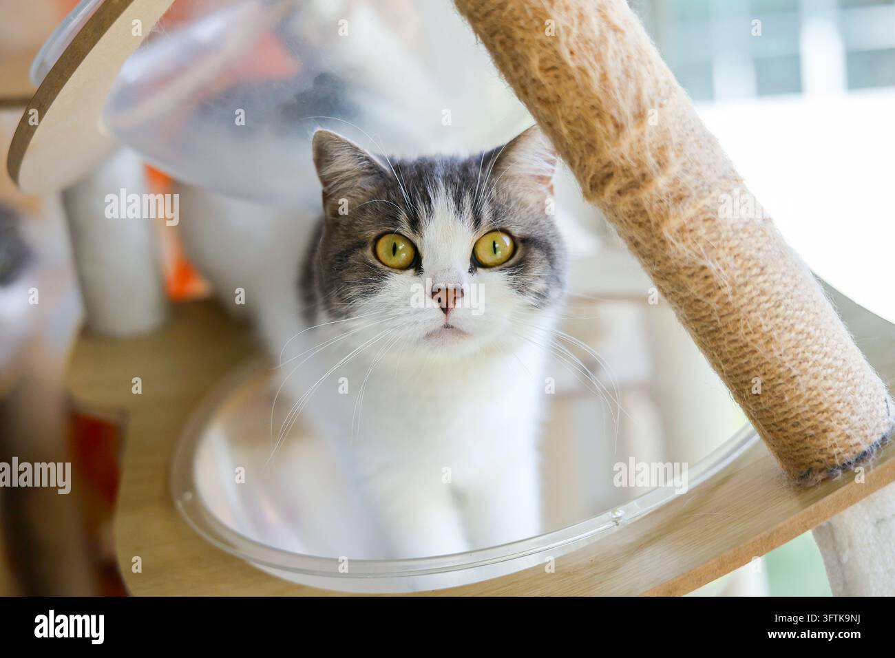 Un ritratto di gatto con occhio dorato rotondo, petto bianco e pelo striato che osserva attraverso una piattaforma trasparente all'interno Foto Stock