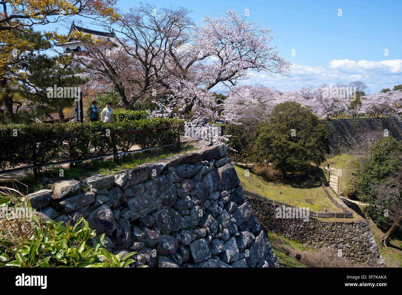 Visitatori giapponesi al castello di Hikone (彦根城) "ishigaki" (muro di fortezza in pietra) durante la stagione della fioritura dei ciliegi in primavera a Hikone, Shiga, Giappone. Foto Stock