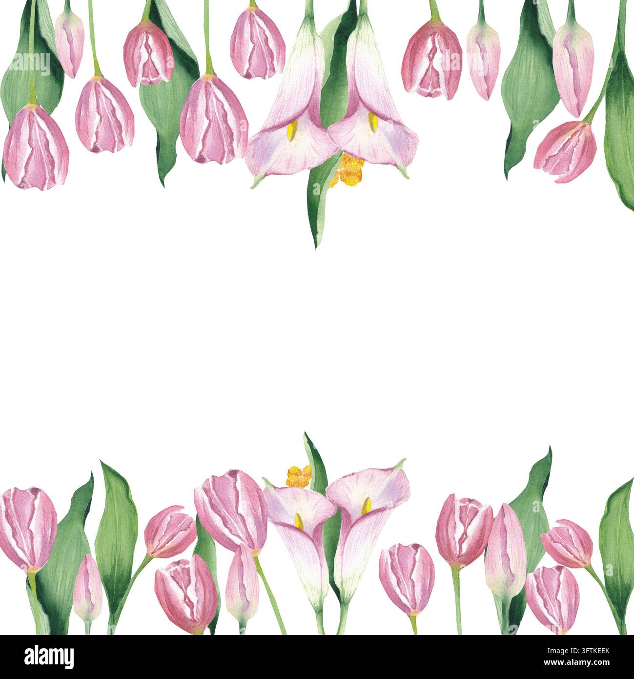 Tulipi. Illustrazioni ad acquerello. Dipinte a mano ad acquerello e isolate su sfondo bianco per inviti di nozze, biglietti di auguri, abbigliamento, posate, etichette e poster. Foto di alta qualità Foto Stock