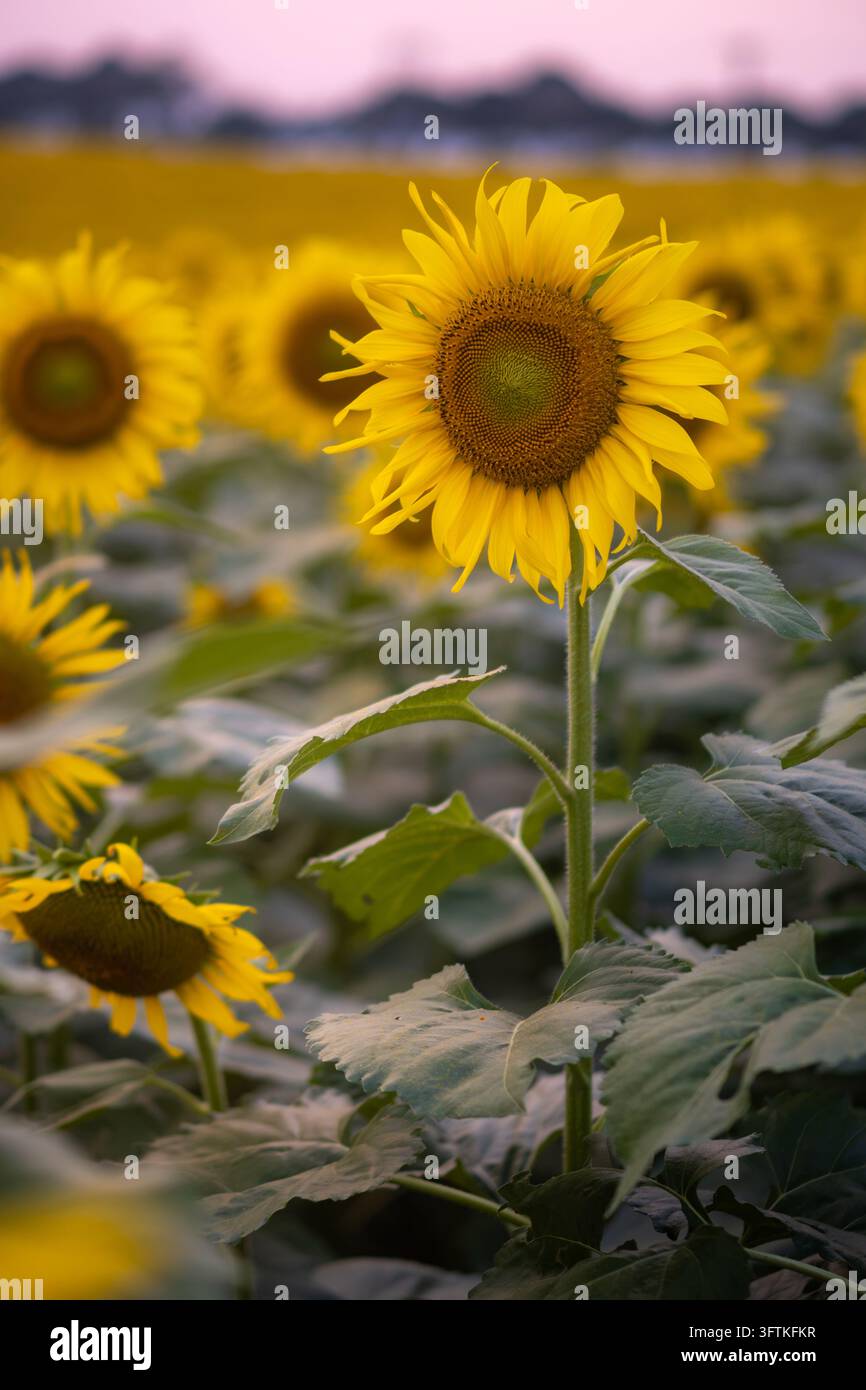 Unico girasole alto in fiore che si erge sopra le foglie verdi in un campo al crepuscolo, Nghia Dan, Nghe An, Vietnam Foto Stock