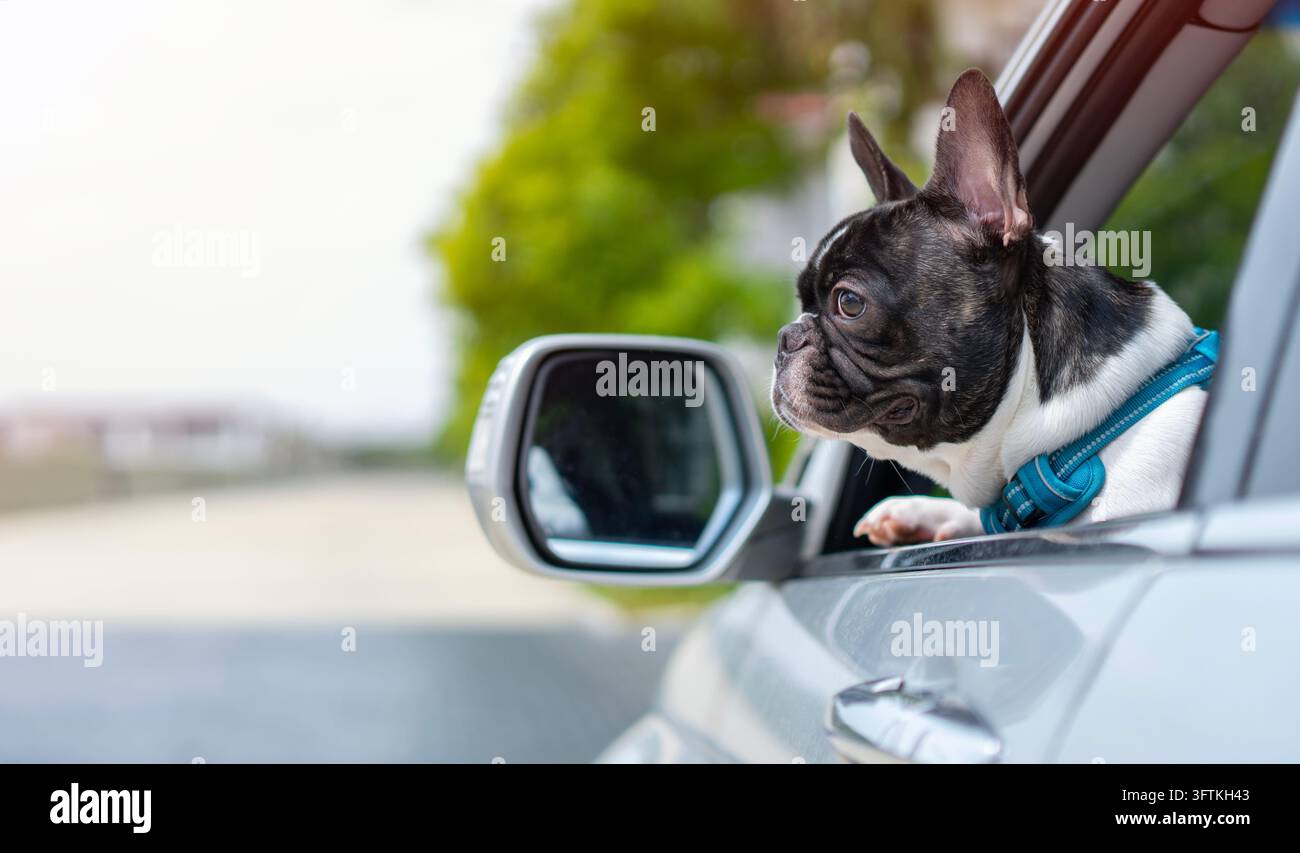 Adorabile cagnolino attivo e intelligente, un bulldog francese in macchina, pronto per il viaggio. Concetto di cane in macchina. Foto Stock