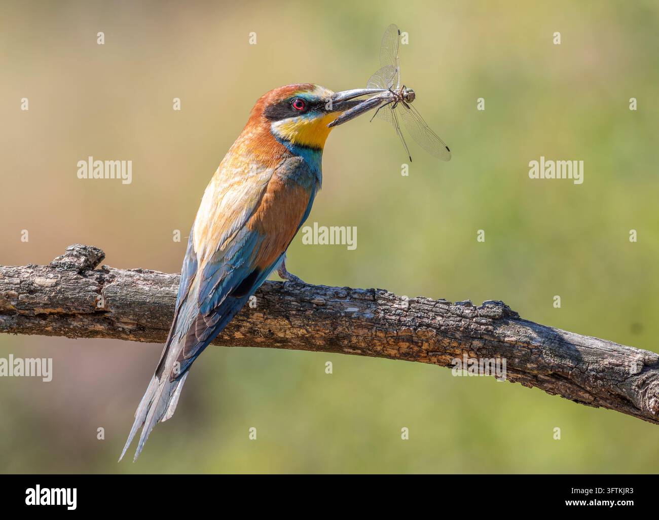 Beccacciaio europeo, merops apiaster. L'uccello ha catturato una libellula per i suoi pulcini Foto Stock