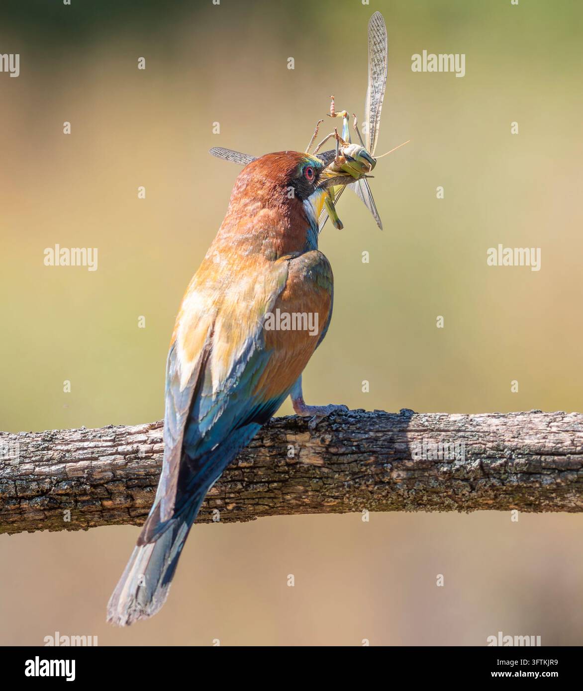 Bee-eater europeo, merops apiaster. L'uccello ha catturato una locusta migratoria per nutrire i suoi pulcini Foto Stock