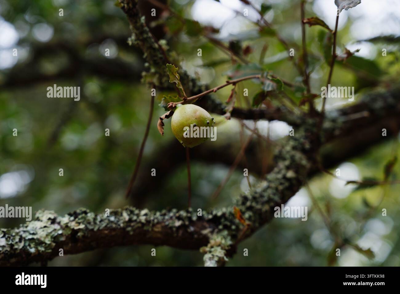 Gallia di quercia verde con piccole spine pende da un rametto tra rami ricoperti di licheni in un bosco. Il tessuto vegetale deformato da una larva di cinipide illustra Foto Stock