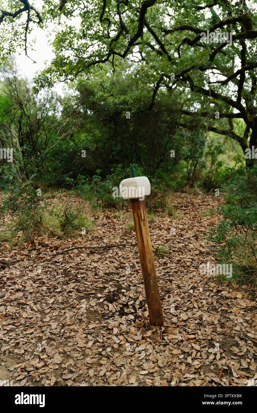 Blocco di sale su un palo di legno si trova tra querce e foglie cadute a Tapada de Mafra, Portogallo. Alimentazione minerale di cervi e fauna selvatica Foto Stock
