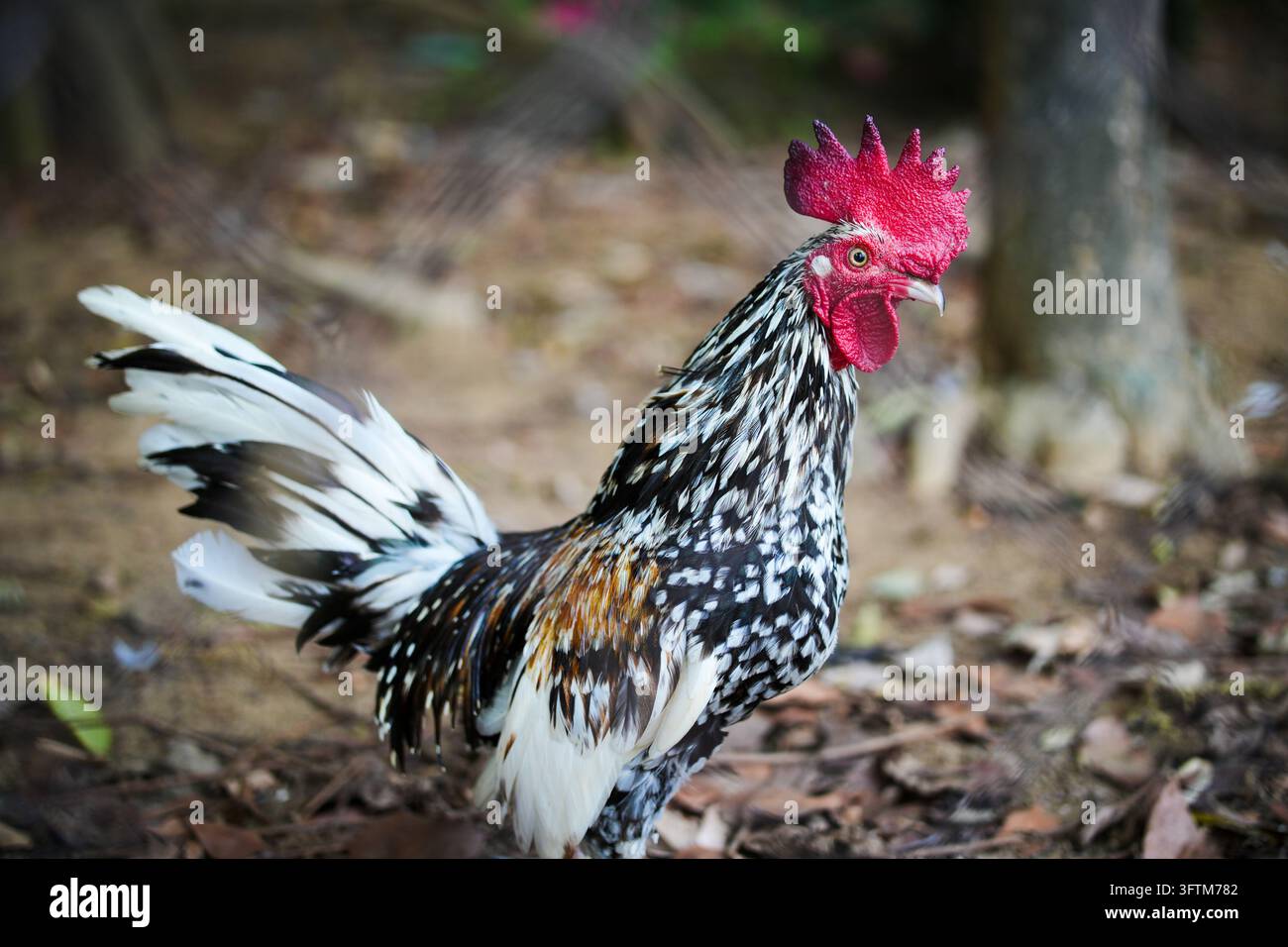 Gallo bianco e nero con cresta rossa, caruncole rosse e lunghe piume della coda a motivi, in piedi su terreno asciutto all'aperto. Foto Stock
