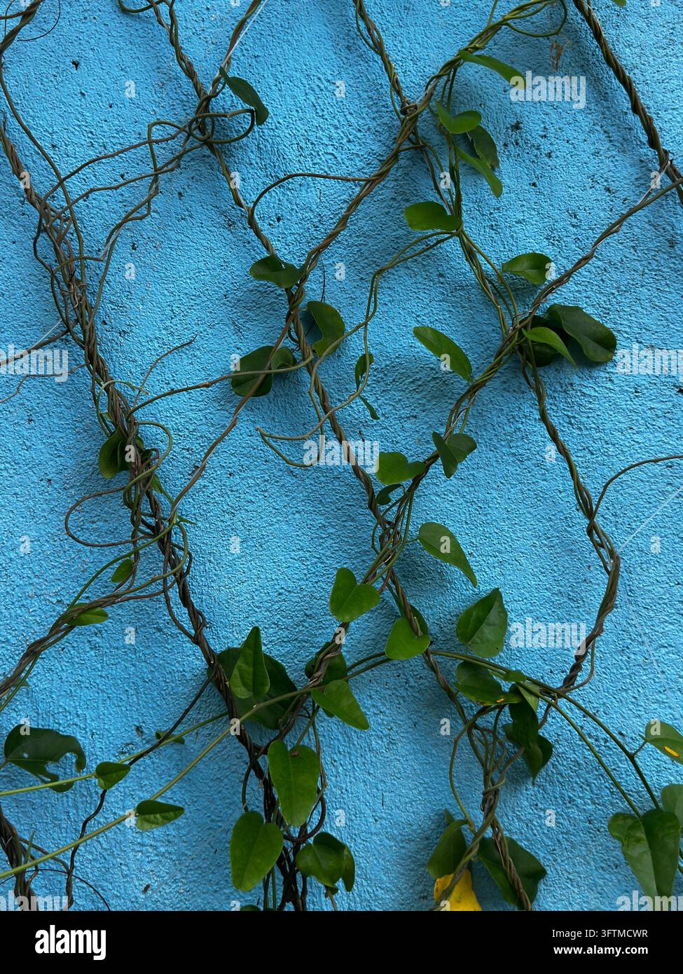 Vigna rampicante verde con foglie a forma di cuore su un muro blu brillante texture. Foto Stock