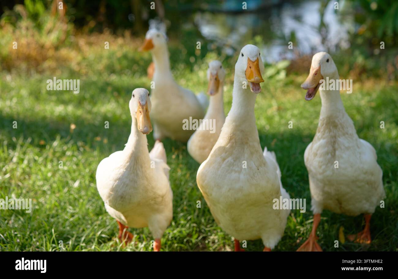 Gruppo di anatre bianche di Yiliang che camminano sull'erba verde Foto Stock