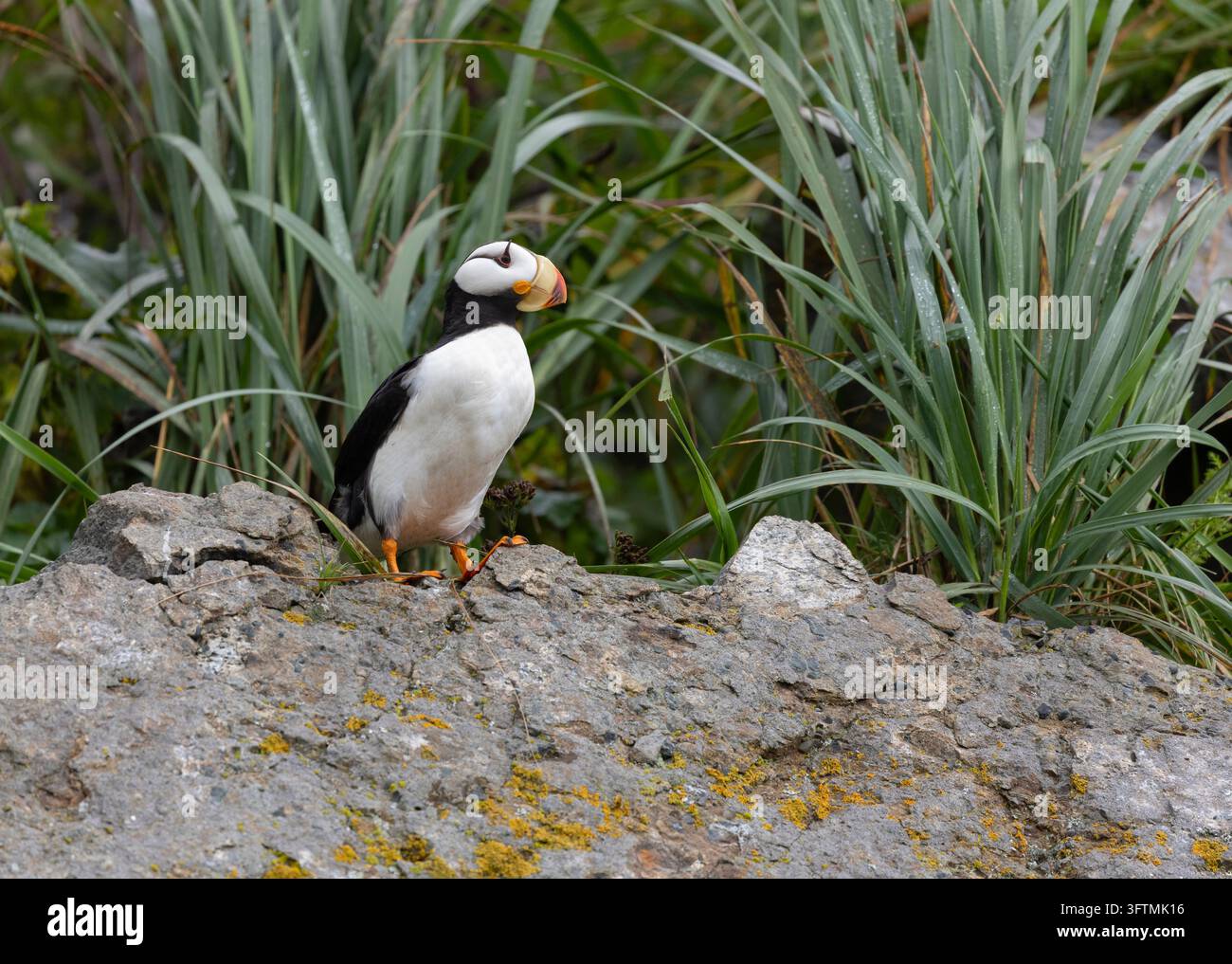 Puffino cornuto appollaiato su una roccia con sfondo di erbe Foto Stock