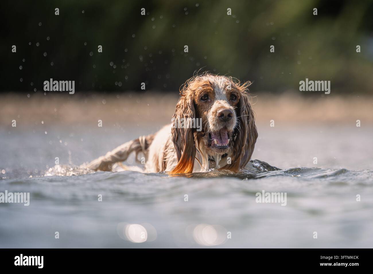 Cane Cocker Spaniel bagnato che nuota nel fiume Foto Stock